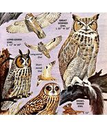 Owls 4 Varieties And Types 1966 Color Bird Art Print Nature Great Horned... - $28.01 CAD