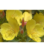 1/2 Oz Yellow Primrose Seeds Fragrant Evening Primrose Bulk Flower Seed ... - $24.48