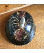 Vintage Handmade Preserved Scorpion in Clear Acrylic Oval Paperweight Sh... - £14.48 GBP