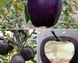 Black Diamond Apples Fruit Garden Planting Beautiful Juicy Edible Food 2... - £4.77 GBP