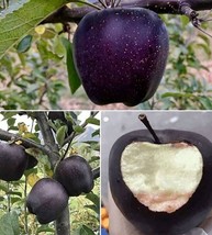 Black Diamond Apples Fruit Garden Planting Beautiful Juicy Edible Food 25 Seeds - £4.78 GBP