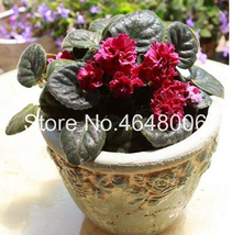 New Fresh 100 Pcs Mini Violet Beautiful Bonsai Flower African Red Purple Mini Sk - $9.76