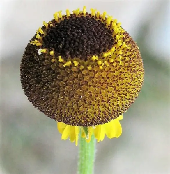 50 Rosilla Helenium Puberulum Autumn Lollipop Sneezeweed Daisy Flower Herb Seeds - £6.95 GBP