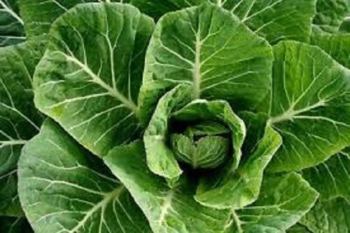Champion Collard Greens Huge Juicy Leaves Organic Seeds US Fast Shipping - $36.79 MXN