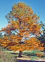 Best 12 Golden Larch Seeds Pseudolarix Amabilis - £8.29 GBP