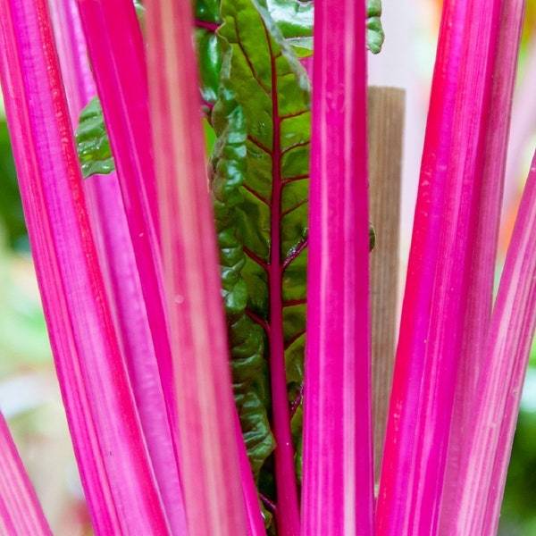 Pink Swiss Chard Seeds Fresh Garden Seeds Fresh Seeds - $3.00