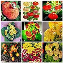 200 Seeds Bonsai Calceolaria Dicentra Spectabilis Flower Bonsai Blooming Plants  - $10.56