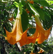 20 Pc Seeds Brugmansia suaveolens Orange Flower, Brugmansia Seeds for Planting  - £19.25 GBP