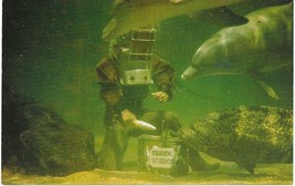 MARINELAND, FLORIDA &quot;Diver Feeding Porpoise&quot; Natural Color Postcard Unpo... - $7.19