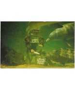 MARINELAND, FLORIDA &quot;Diver Feeding Porpoise&quot; Natural Color Postcard Unpo... - $136.65 MXN