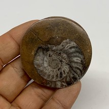 27.4g, 1.9&quot;x1.9&quot;x0.3&quot;, Goniatite (Button) Ammonite Polished Fossils , B30126 - £5.43 GBP