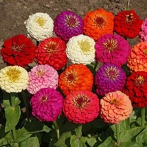 Zinnia Lillyput Mix * 50    Cut And Come  Zinnia Elegans From US - £5.39 GBP