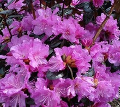 1 pcs Pjm Elite Lavender Rhododendron Live Plant 1 Quart - £44.72 GBP