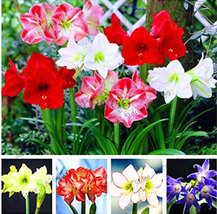 Amaryllis Chinese Bonsai Amarilis Planting 100 Pcs/PackBonsai Plant for Home Cou - $6.99