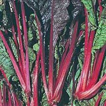 Swiss Chard Seed, Swiss Chard, Ruby Red, Heirloom, Organic 100 Seeds, Non Gmo - £3.19 GBP