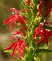 30 Lobelia Cardinalis Red Cardinal Vining Climber Perennial Flower Seeds Garden  - $12.69