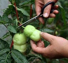 Chinese Climbing Ginseng Fruit Seeds Home Clumping Seeds 20Pcs Fresh Garden - £16.51 GBP