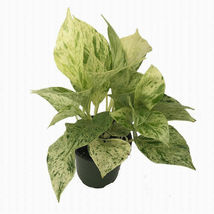 4&quot; Pot Plant Epipremnum Marble Queen Devil&#39;s Ivy Pothos Easy to Grow Live Plant - £49.02 GBP