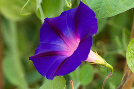 Jstore USA Ipomoea purpurea Common &amp; Tall &amp; Purple Morning Glory 10 Fresh Seeds - £11.26 GBP