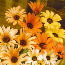 FA Store Daisy African Likes Sun And Heat Orange And Yellow Flowers 195 Seeds  - £5.58 GBP