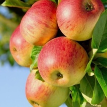 25 Seeds Honeycrisp Apple Tree Plant Garden - £6.51 GBP
