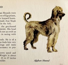 Afghan Hound 1939 Dog Breed Art Ole Larsen Color Plate Print Antique PCBG17 - £23.50 GBP