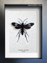 Silver Spots Hemipepsis Speculifer Real Giant Spider Wasp Entomology Shadowbox - $119.00