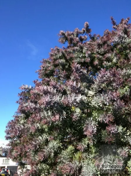 Purple Leaved Acacia Baileyana V Purpurea 10 Seeds Fresh Garden Beautiful - £7.62 GBP