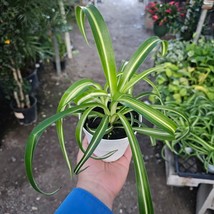 Bonnie Curly Spider &#39;Chlorophytum Comosum&#39;&#39; live Plant in 4 inch Pot w/ ... - $222.22 MXN