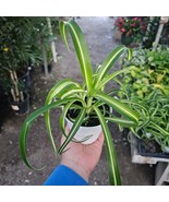 Bonnie Curly Spider &#39;Chlorophytum Comosum&#39;&#39; live Plant in 4 inch Pot w/ ... - $16.46 CAD