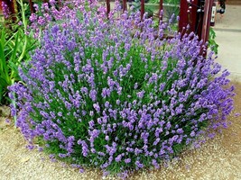 TKBONStore 300 Seeds True English Lavender Seed Organic Herb Oils Fragrance Fres - £6.62 GBP