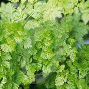 SR Chervil Seeds, Heirloom, Non-Gmo, (20+) Chervil Seeds, - $3.29