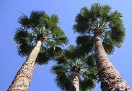 FROM US 20 Seeds Washingtonia Robusta Mexican Fan Palm GV18 - £28.90 GBP