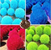 500 Seeds Kochia Scoparia Seeds Mixed 5 Colors Garden USA Shipping - $11.28