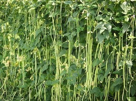 30 seeds Yard Long Bean Heirloom Seeds Sprout Fast Garden Delights - $11.99