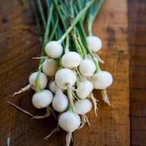 200 Crystal White Wax Onion Seeds 2024 Heirloom Seed Usa Fresh Garden - £5.08 GBP