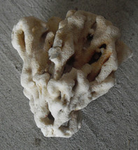 Beautiful Decorative Natural Coral 3 1/2&quot; Wide - $16.83
