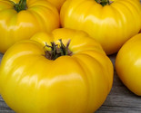Yellow Beefsteak Tomato Seeds 20 Garden Vegetables Indeterminate Fast Sh... - $8.99