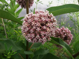 VN 75 Seeds Common Milkweed Seeds, Attract Monarch Butterflies Garden Seeds - $164.03 MXN
