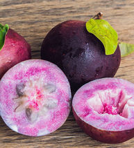 Star Apple / Caimito (Chrysophyllum Cainito) Medicinal Live Fruit Tree 12”-24” - £63.21 GBP