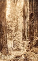 Muir Wood National Monument~ Giant Sequoias ~ Zan #135 1940s Real Postcard-
s... - £6.02 GBP