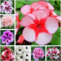 30 Seeds Mixed 8 Colors Geranium Beautiful - £11.98 GBP