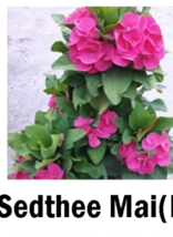 SEDTHEE MA Crown Of Thorns-Euphorbia Milii Starter Plant - $29.41
