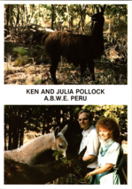 Vtg Postcard Ken and Julia Pollock A.B.W.E. Peru, Feeding LLamas - $6.57