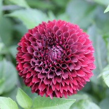 25 Mirella Dahlia Seeds Flower Perennial Flower Seeds Flowering Bloom Fr... - $8.08