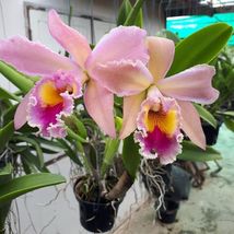 Cattleya Orchid Plant Blc George King Pot Size 3 - 4 Inchs - AF Cattleya seeds - £157.19 GBP