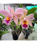 Cattleya Orchid Plant Blc George King Pot Size 3 - 4 Inchs - AF Cattleya... - £157.21 GBP