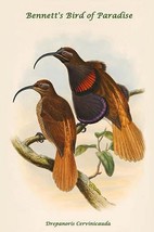 Drepanoris Cervinicauda - Bennett&#39;s Bird of Paradise by John Gould - Art Print - £17.68 GBP+