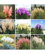 Pampas Grass Mixed 9 Colors 200 Seeds - $12.01