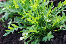 USA Arugula Eruca Vesicaria Sativa Greens Vegetable 2000 Seeds - £8.64 GBP